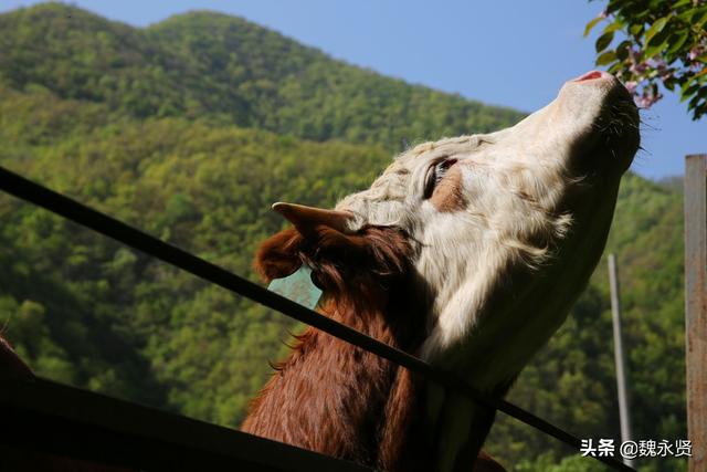 陕西秦岭深山育肥牛，给牛建花园式运动场，养的全是公牛