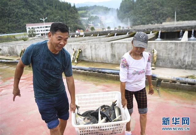 蒋开均：冷水鱼养出重庆山区“热经济”