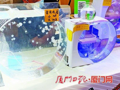 “高颜值”水母适合当宠物吗？水母研究专家答疑