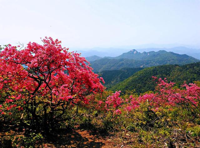 杜鹃花品种分类［附图］