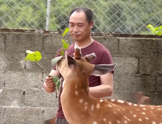 他养淘汰的梅花鹿，鹿茸比别人贵5倍多，年入5000多万供不应求