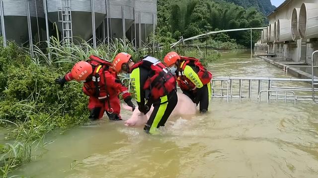 突发！广西河池养殖场1万头猪被水围困！强降雨仍在持续，多地出现险情