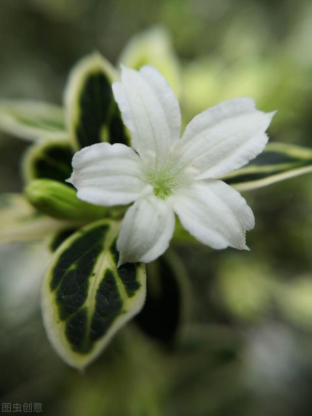 这些花的名字这么美，原来背后都有一段非凡的故事，凄美感人