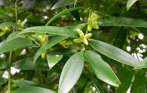 老花匠告诉你，这些花草的风水意义