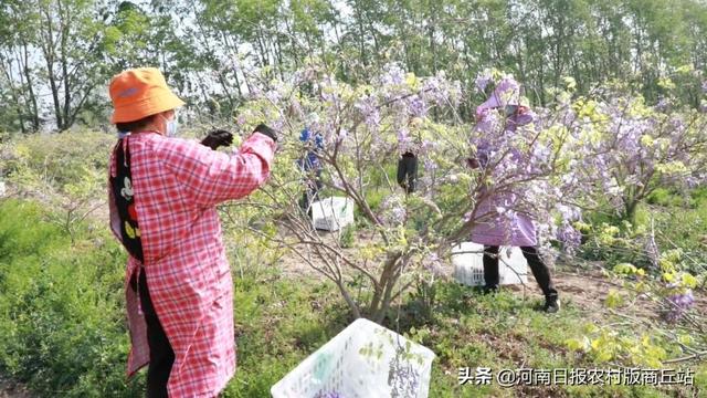 柘城县：葛花飘香采摘忙