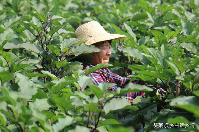 谁说种地效益低？三个真实案例让您领悟，怎样靠种植赚钱