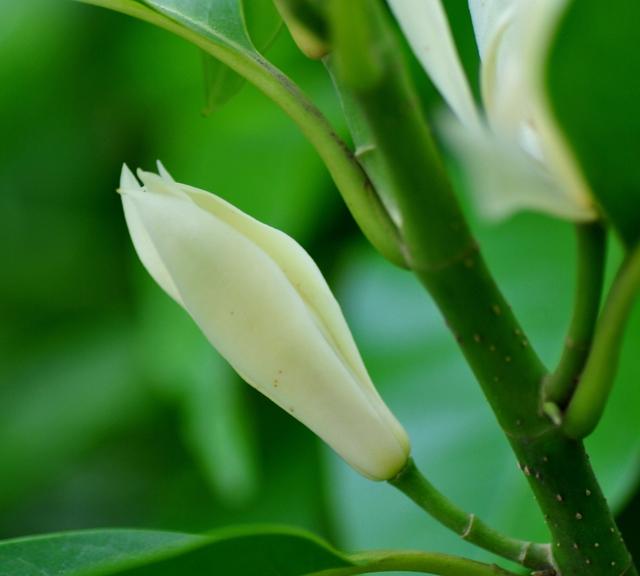 这样养护的“白玉兰”，枝繁叶茂，花色洁白，花香怡人