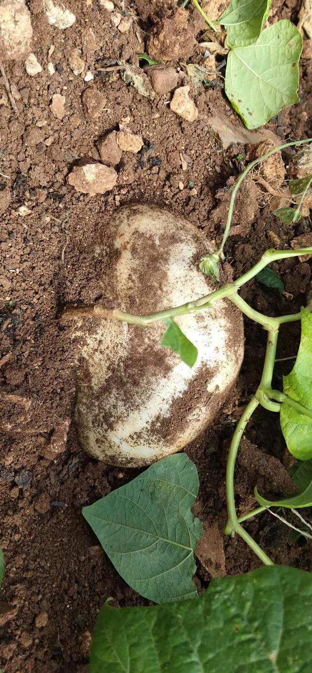 贵州威宁牛栏江凉薯地瓜农家肥种植