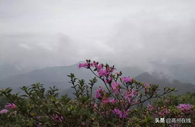 高州这一片花海你去打卡了吗？山上杜鹃花“粉”了一大片！