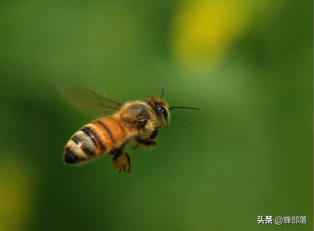 钓鱼已经过时了，现在流行钓蜂！怎么操作？2000多字让你变大师