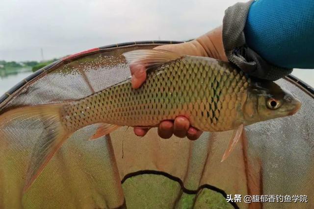 土鲮鱼最喜欢吃什么味型的食物？土鲮鱼的觅食习性和垂钓技巧