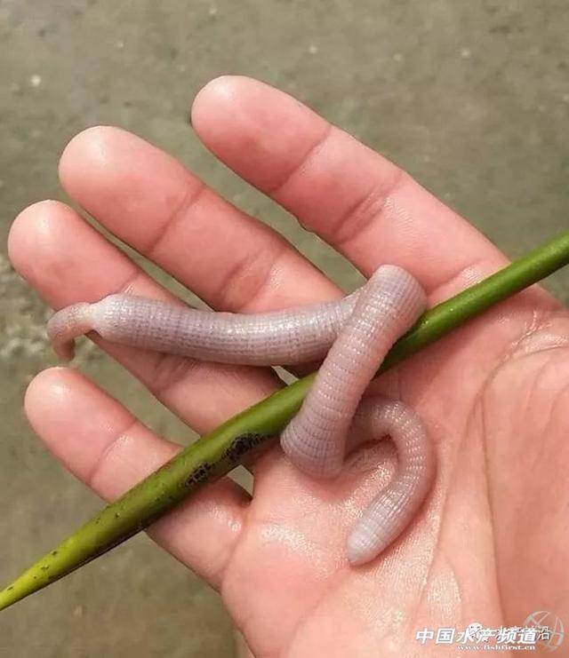 广西北海海滩大量沙虫喷鲜血莫名暴毙！