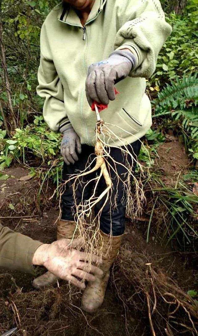 同样是人参，为什么野生能卖出300万天价，人工种植只能论斤卖？