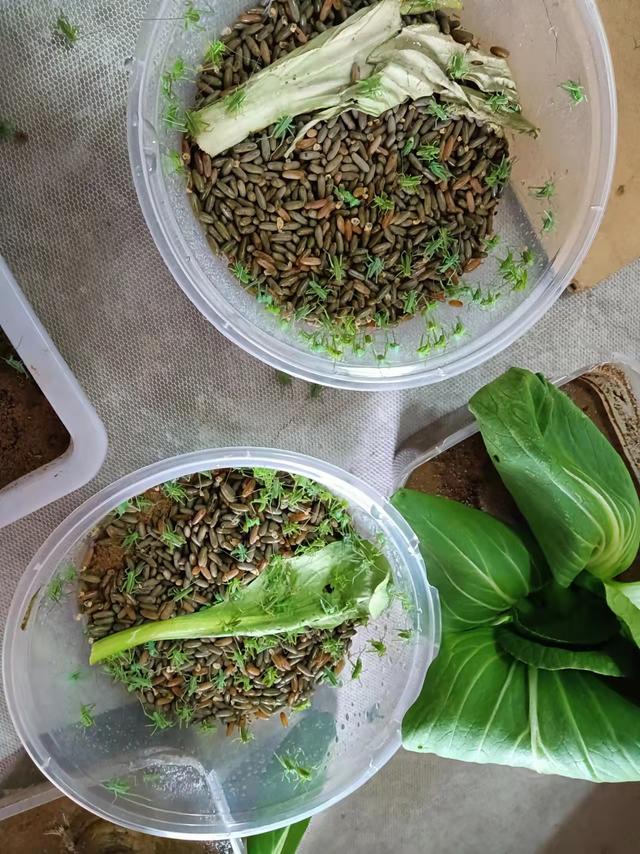 郎哥第一年养蝈蝈，10万枚卵，出虫率太高忙不过来