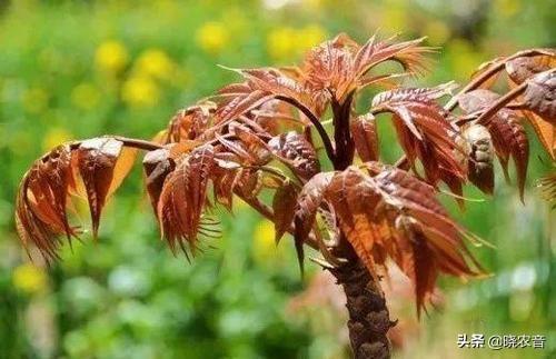 椿芽苗多少钱一棵？怎么种植？