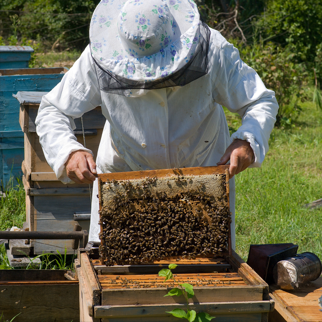 养殖蜜蜂强群必须具备的5个要素，缺少一样都很难