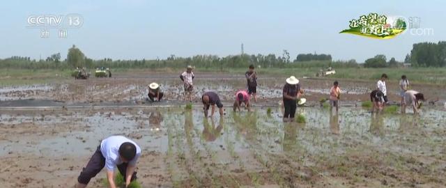 三夏时节｜“巨型稻”在京津冀地区首次试种 立体养殖更丰富