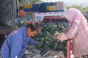 西兰花大棚种植利润(库尔勒市兰干乡：西兰花迎丰收)