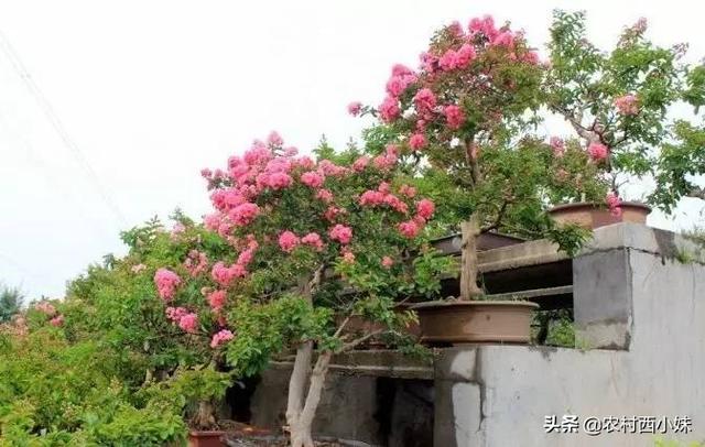 紫薇花怎么种植？紫薇花养护技巧