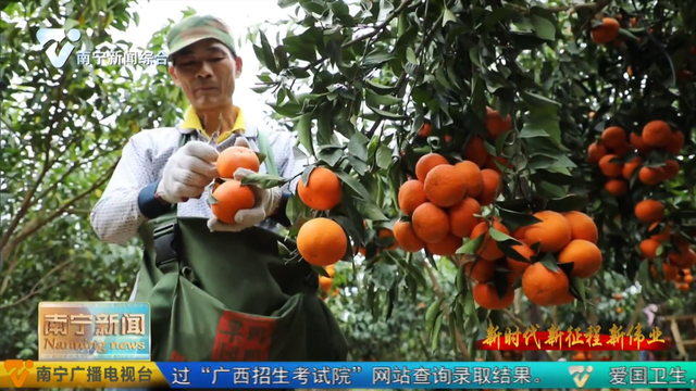 肉牛、石斛花、小蜗牛……走出致富新路子