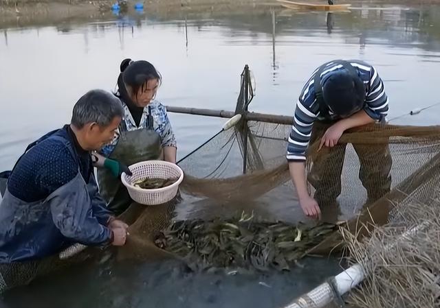 农村小伙稻田养鱼有秘诀，一亩田一年赚上万元，年赚上千万