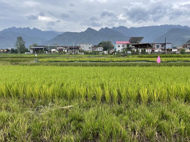 乡村振兴｜陕西西安：一田“稻虾共生”见丰收