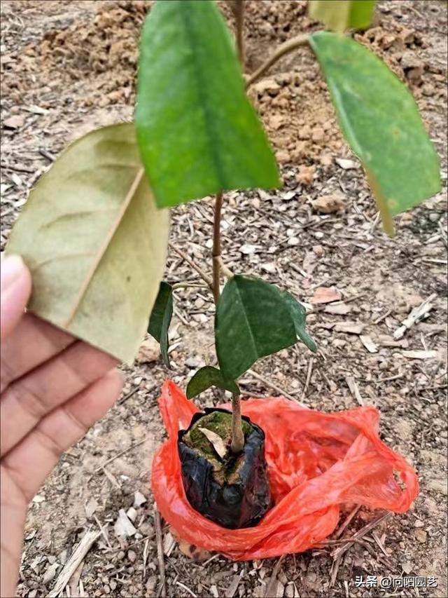 榴莲这么火，自己能不能种活？网上买的苗子，十几块一棵！