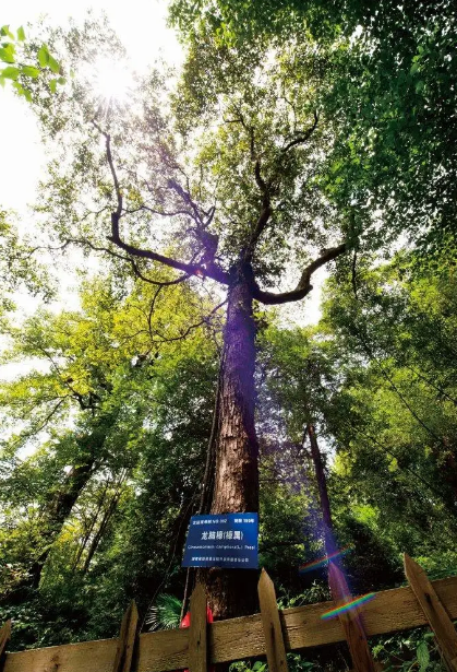 被称为“植物黄金”的龙脑樟树产地在哪里呢