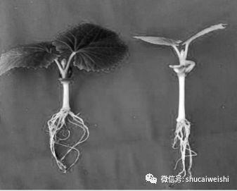 LED植物补光灯，让蔬菜在天天可以“晒太阳”