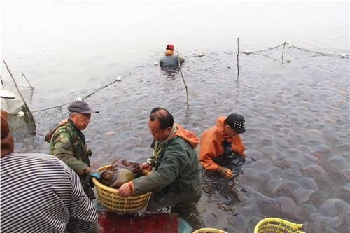 「可怜的海蜇」东港今年高温热死海蜇 直接热化了……