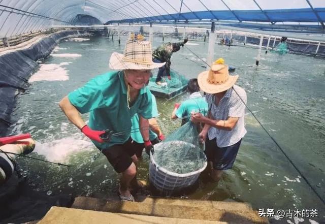 周氏新对虾的生物学特性及养殖技术