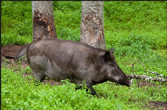 “野猪肉”要上市了？陕西对20万头野猪大开杀戒，它们犯了啥错？