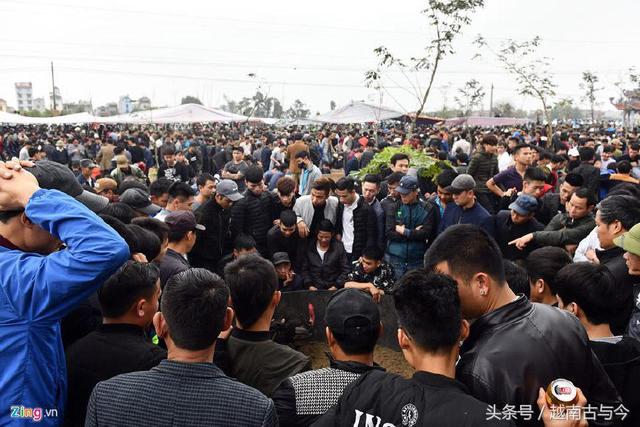 越南春节斗鸡大赛场面异常激烈，吸引众多民众欣赏观看