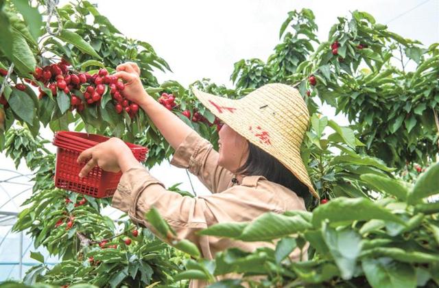 “北果南栽”,  车厘子实现无锡产