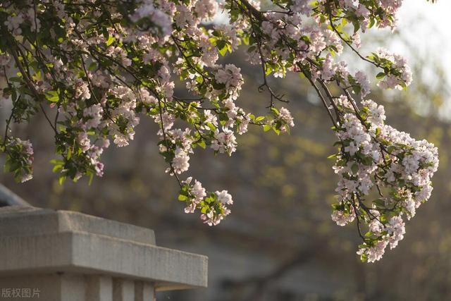 它是“花中女神”，适合栽进院子里，应该如何繁殖