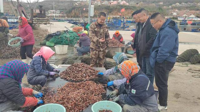 长岛砣矶镇深入码头一线，调研扇贝养殖