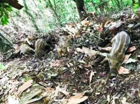 山上野猪出没？彼白云山非此白云山