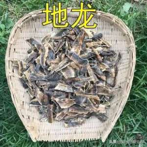 养殖蚯蚓什么地方收购(蚯蚓加工利润高，适合多数农村人的创业好项目，值得参考)