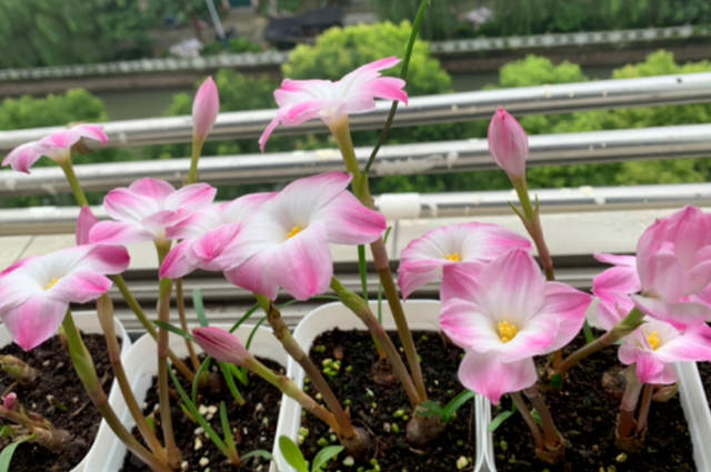 这种草花超好养，“淋雨”就开花，做好4点，每年可不断繁殖