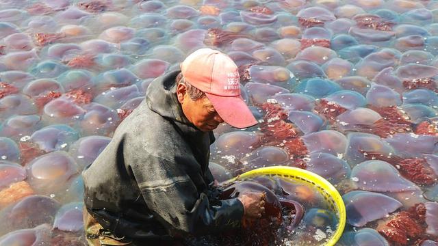 为什么海蜇的池塘养殖技术，能通过增加水体溶氧DO含量来实现？