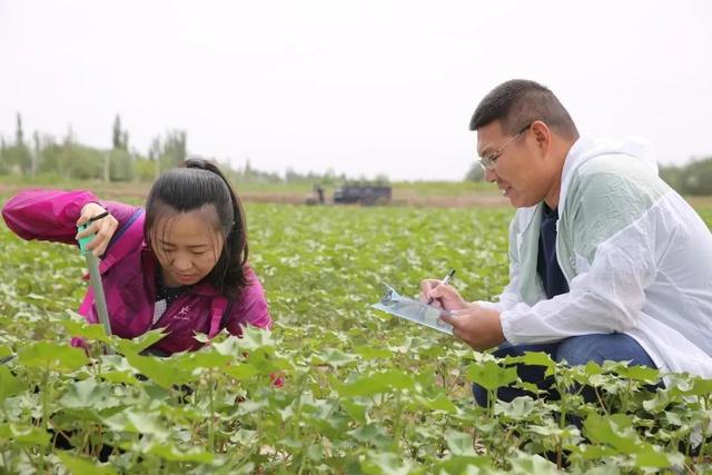 新疆棉花为啥好？原来，跟气象条件有关