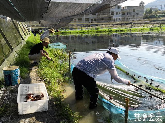 贵州铜仁江口：红彤彤的小龙虾 金灿灿的致富路