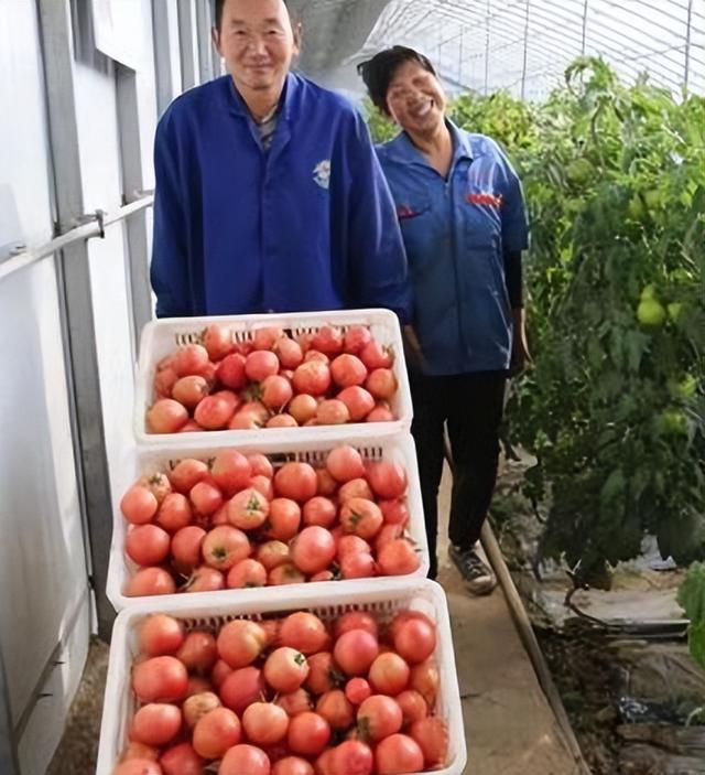 番茄生长中，盐胁迫，对生理特性的影响