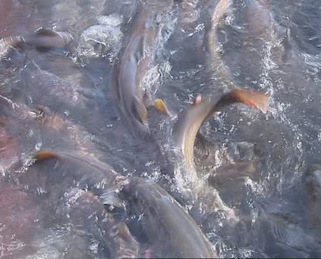 虹鳟鱼的流水养殖技术