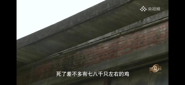 广东男子承包320亩地养鸡，如今一只鸡6份收入，年销售6000万