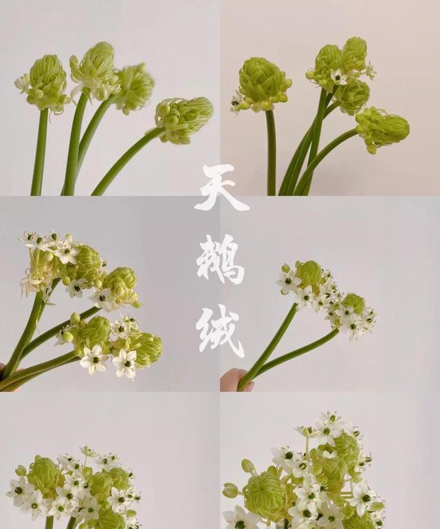 每天认识一朵花——天鹅绒