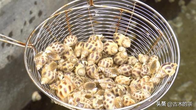 方斑东风螺生物学特性及养殖技术