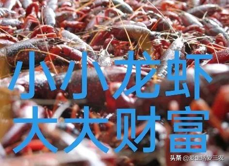 网红小龙虾养殖前景如何？今年适合养殖吗？一次给你说清楚