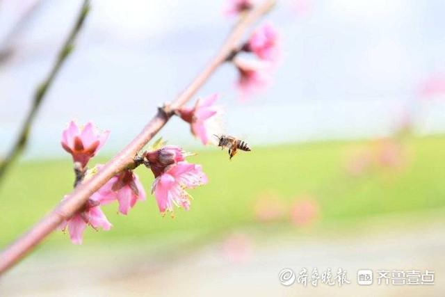 鲁南桃花映日红，蜜蜂被安排“打工”授粉