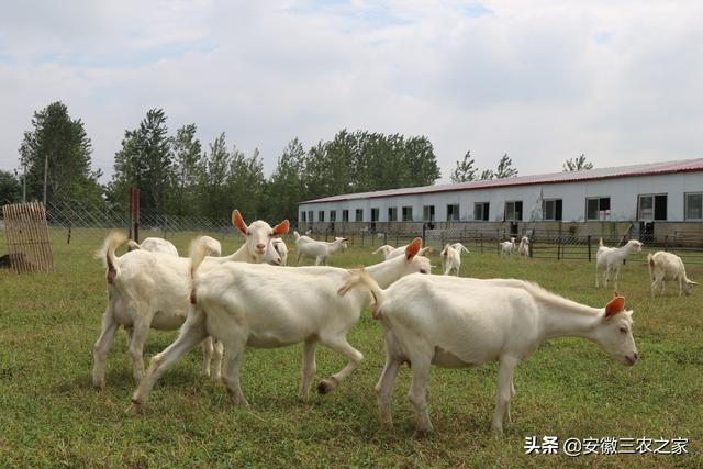 到底是养公羊赚钱还是养母羊赚钱，养羊冷知识，学会后作用可不小